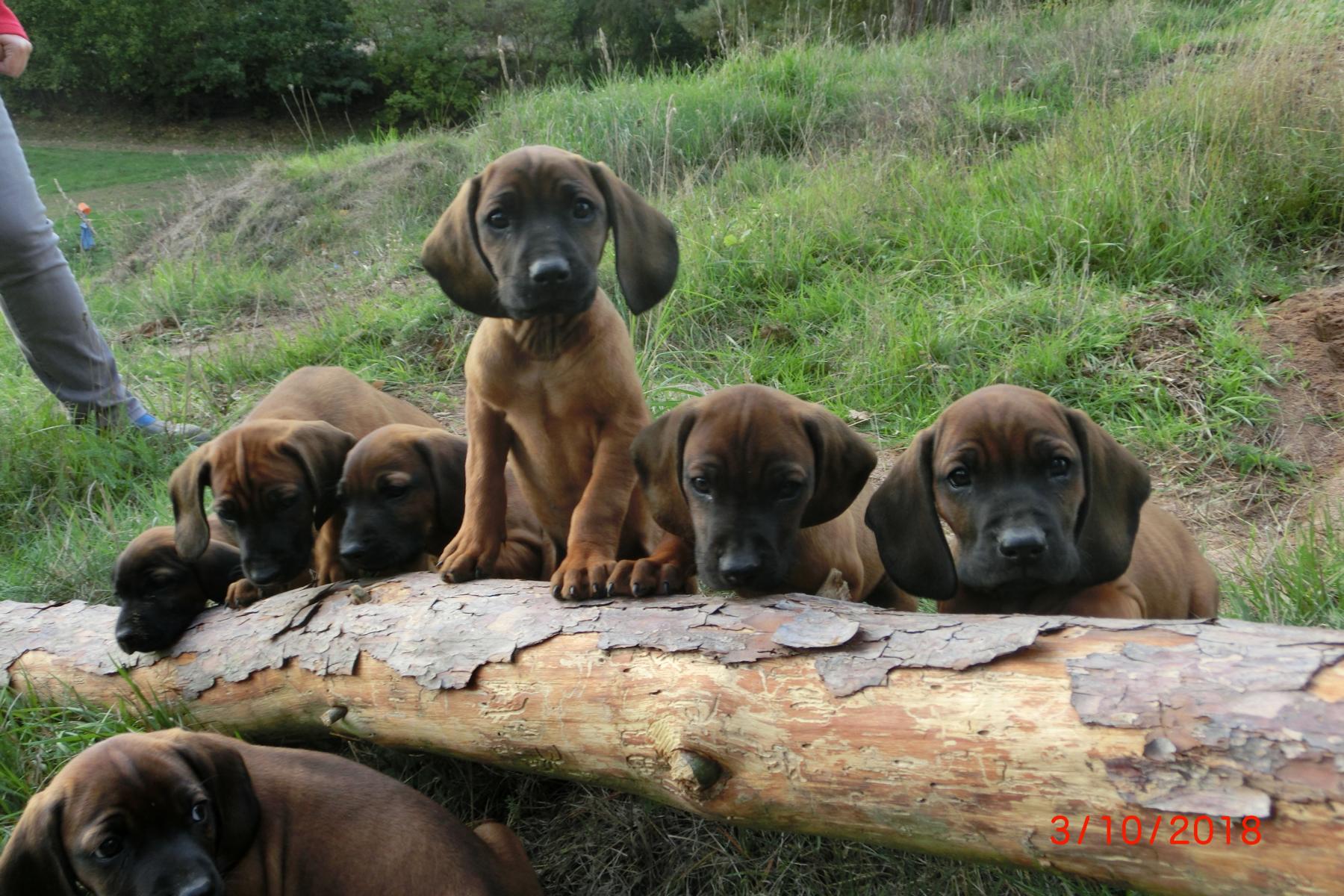 Hundewelpen Ausflug ins Revier