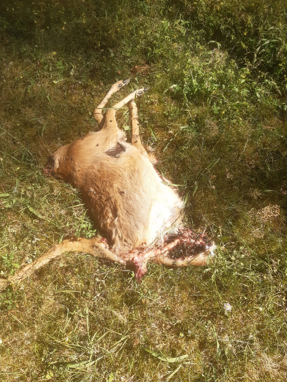 5. August 2022 - toter#s Reh ohne Haupt in Höhendorf Image