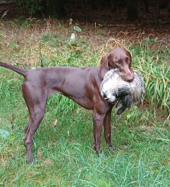 auch der Dachs muss apportiert werden Image