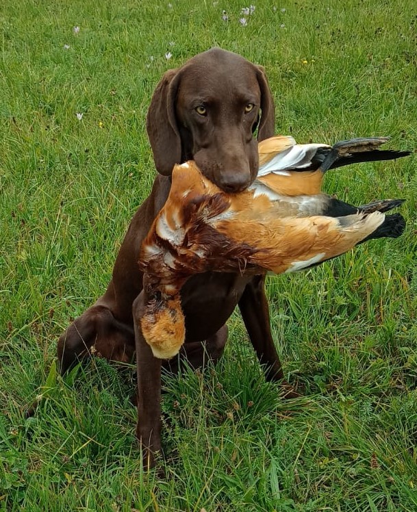 so ist er brav Image