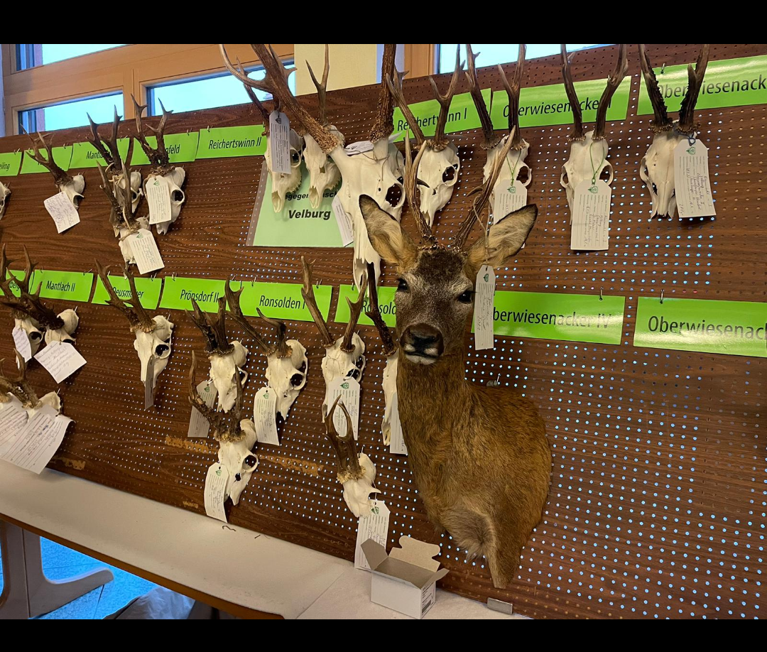 Die Wand der HG Velburg Image