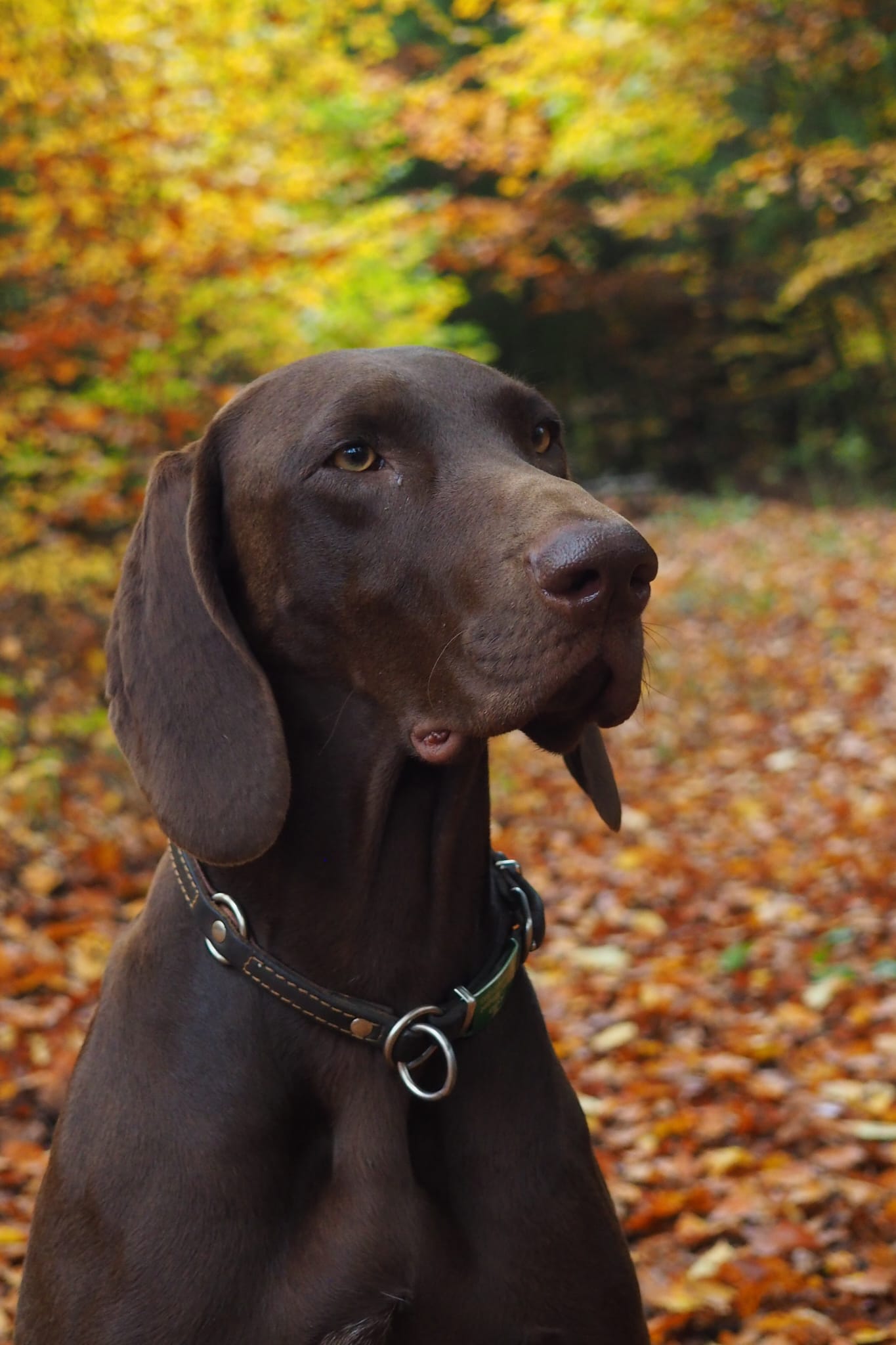 Bunter Herbst in Schnufenhofen Image