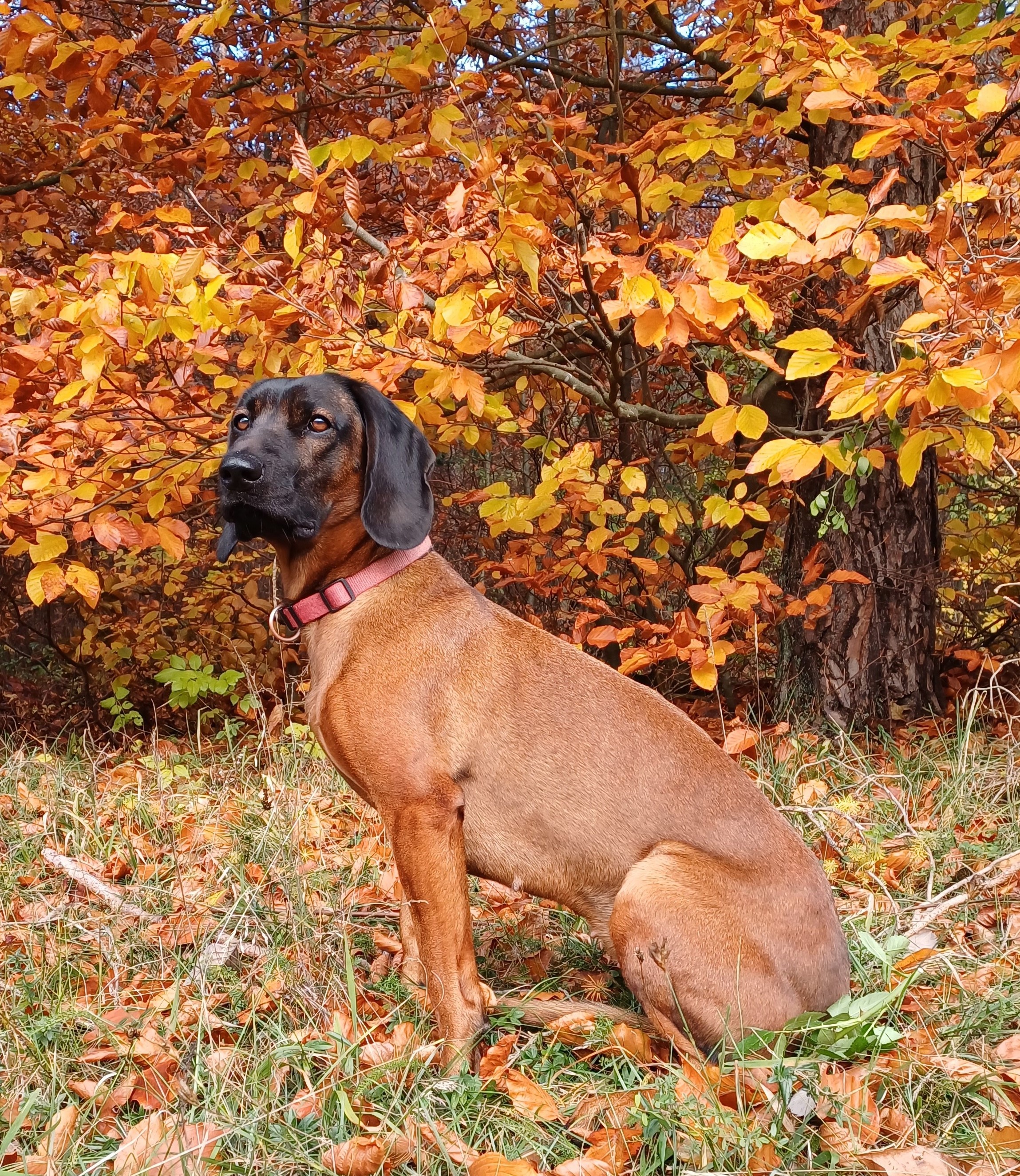 Bunter Herbst in Hohenfels Image