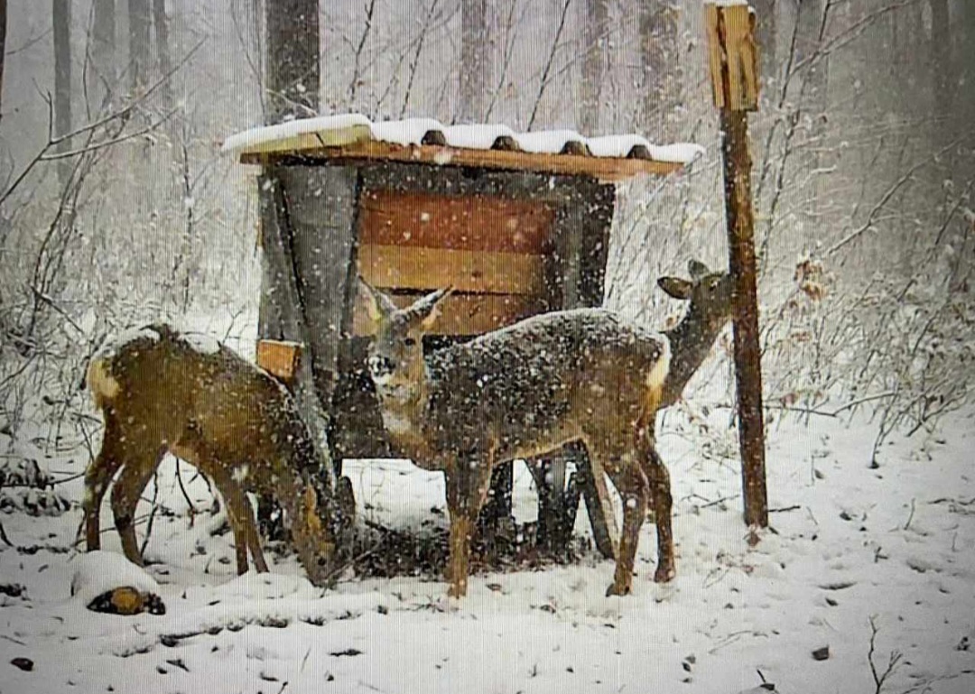 20. Januar 2024 - das Foto der Woche kommt von Michael Ströhlein Image