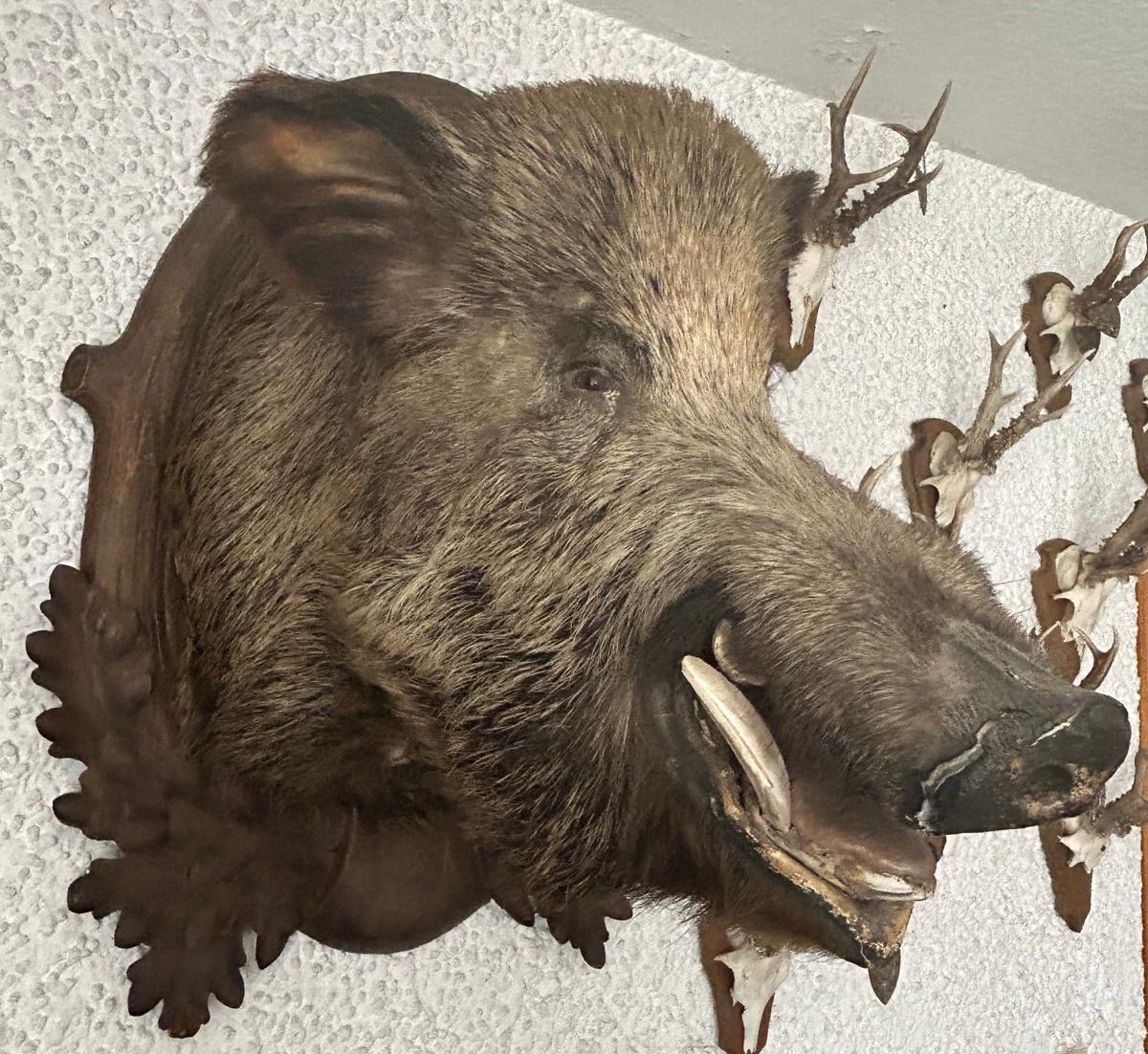 Hier das präparierte Keilerhaupt das seit 1953 in Wieselbruck an der Wand hängt. Image