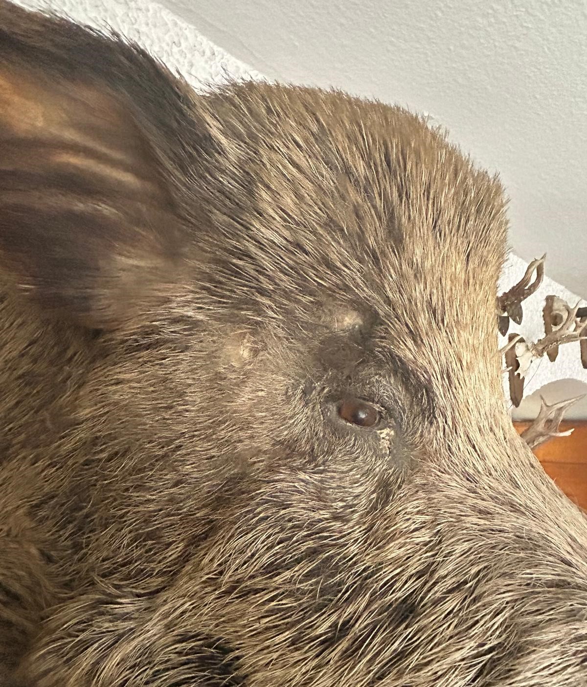 Man sieht über dem Auge deutlich die Narben, die die beiden Brennekes verursacht haben. Image