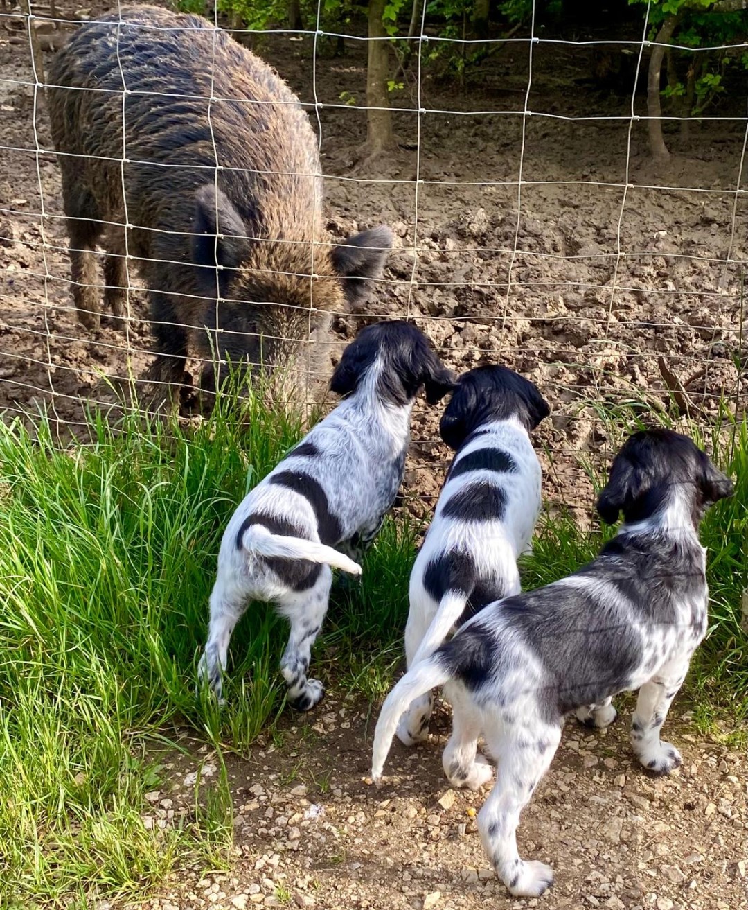 Früh übt sich wer ein Jagdhund werden möchte ! Image