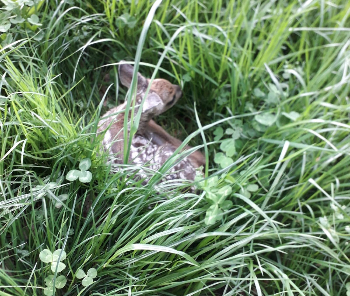 Die ersten Rehkitze sind schon geboren, wie uns Reiner Amann aus dem Revier Reichertswinn berichtet am 1. Mai 2025 Image