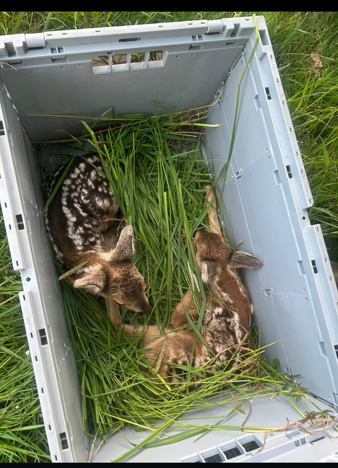 Die Rettung der Rehkitze ist jetzt in vollem Gange ( 9.Mai 2025 ) Image