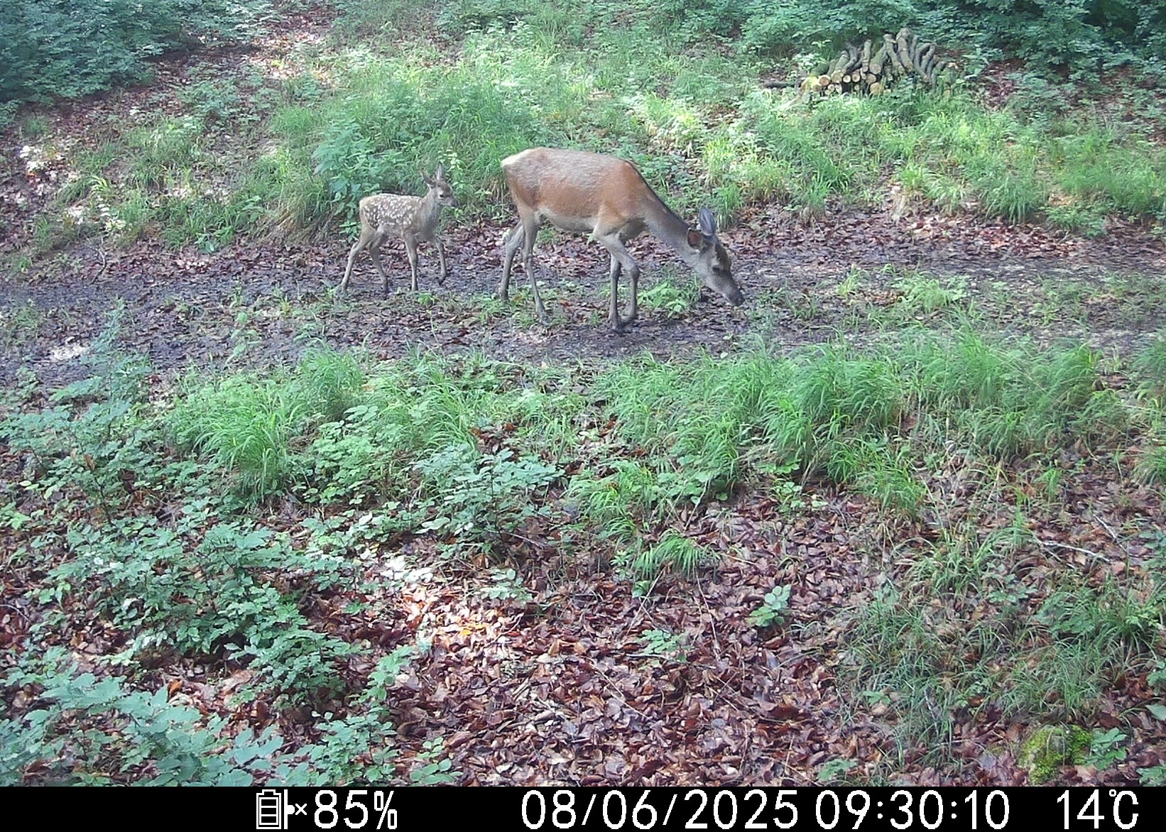 Alttier mit Hirschkalb Image