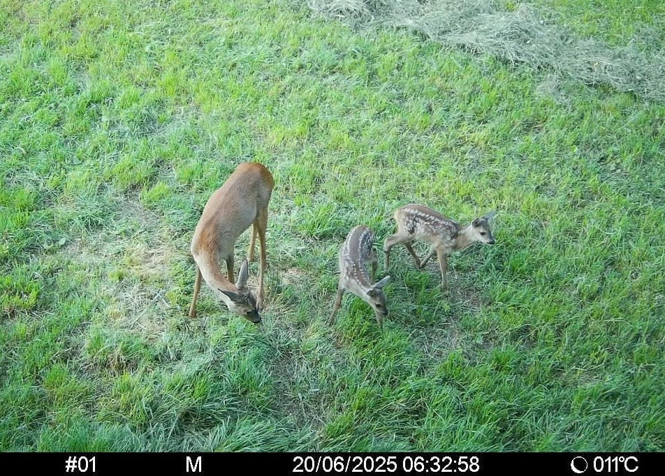 Rehgeiß mit 2 Kitzen Image