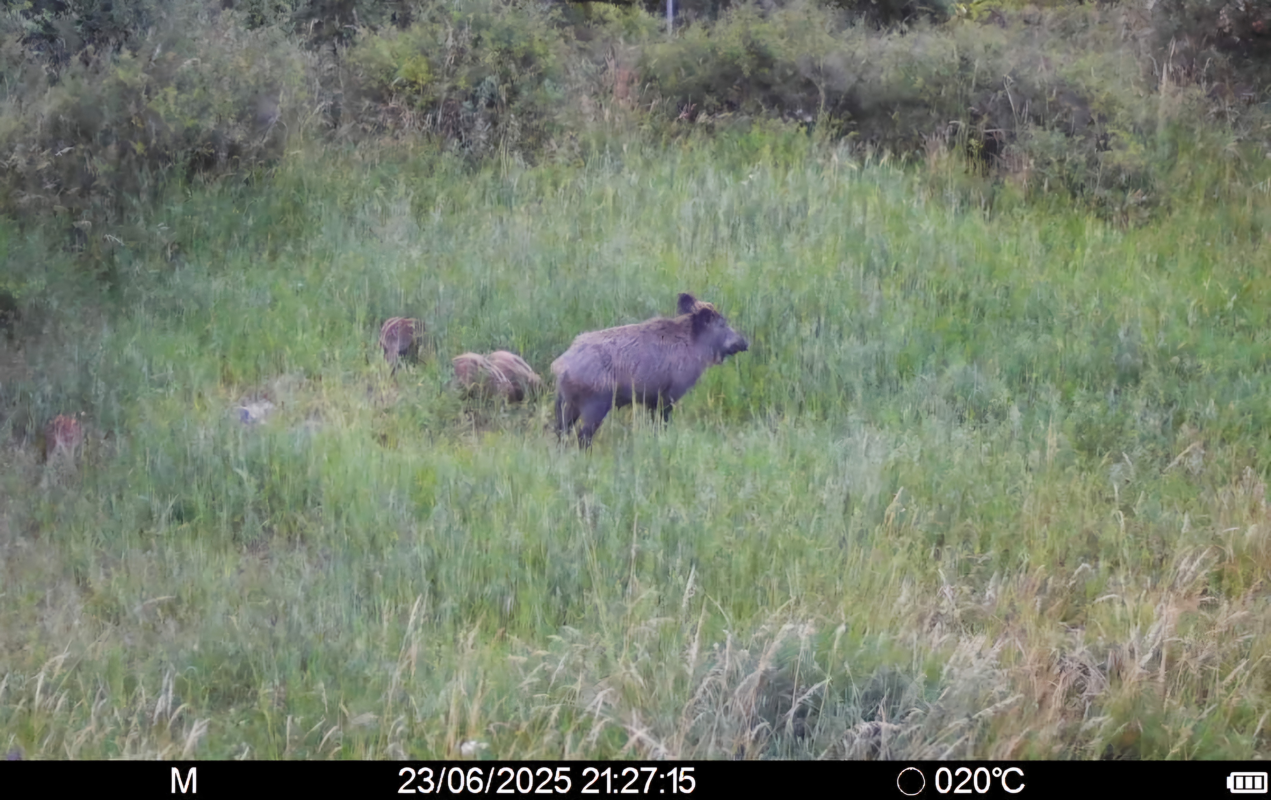 Bache mit Frischlingen Image