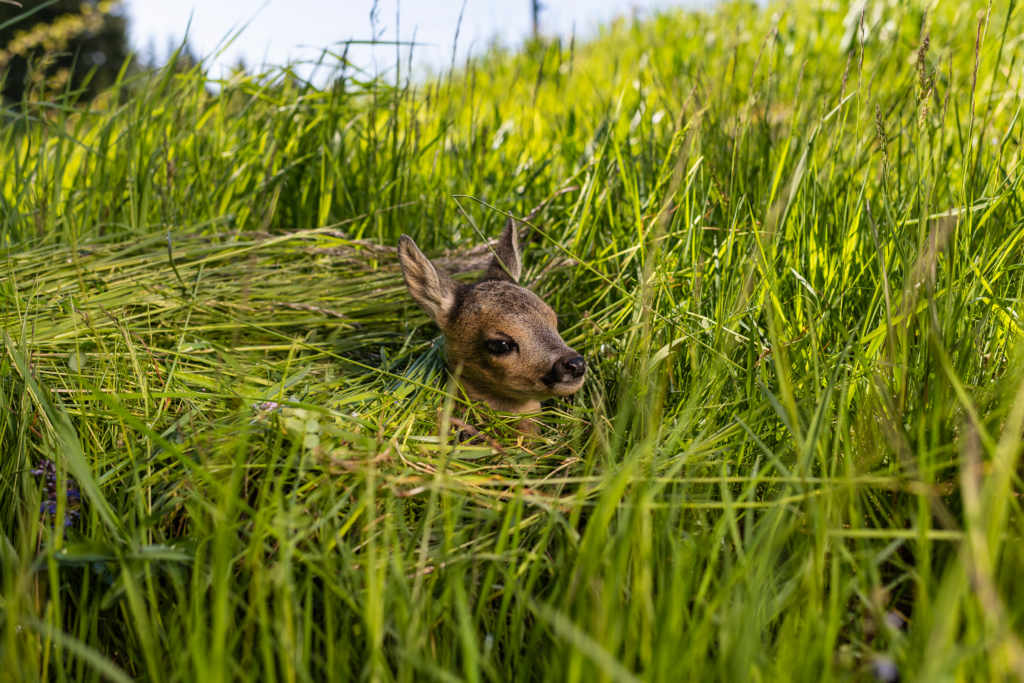 Tierschutzarbeit braucht mehr Verständnis